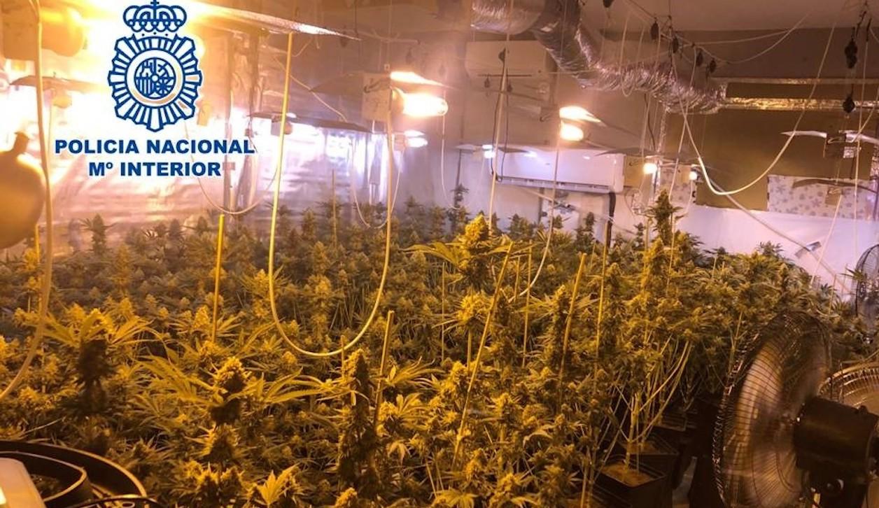 Las plantas de marihuana que supuestmente cultivaba el concejal del PP detenido.