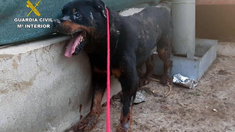 Un perro en Murcia abandonado 
