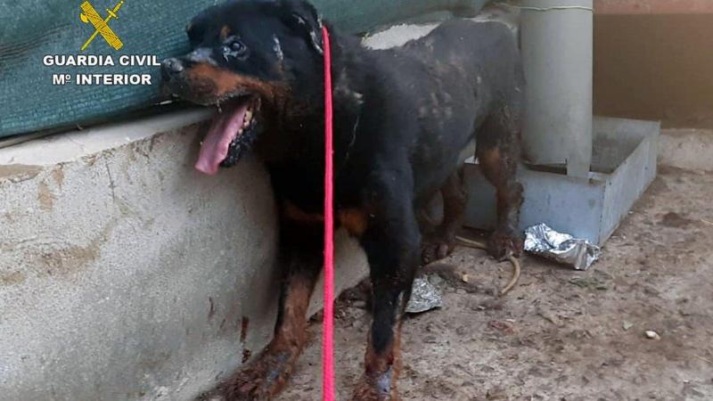 Un perro en Murcia abandonado Un perro en Murcia abandonado