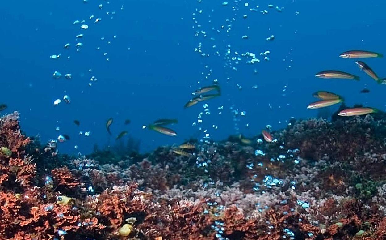 Hasta ocho medidas "urgentes" propone este grupo de expertos para preservar los océanos.