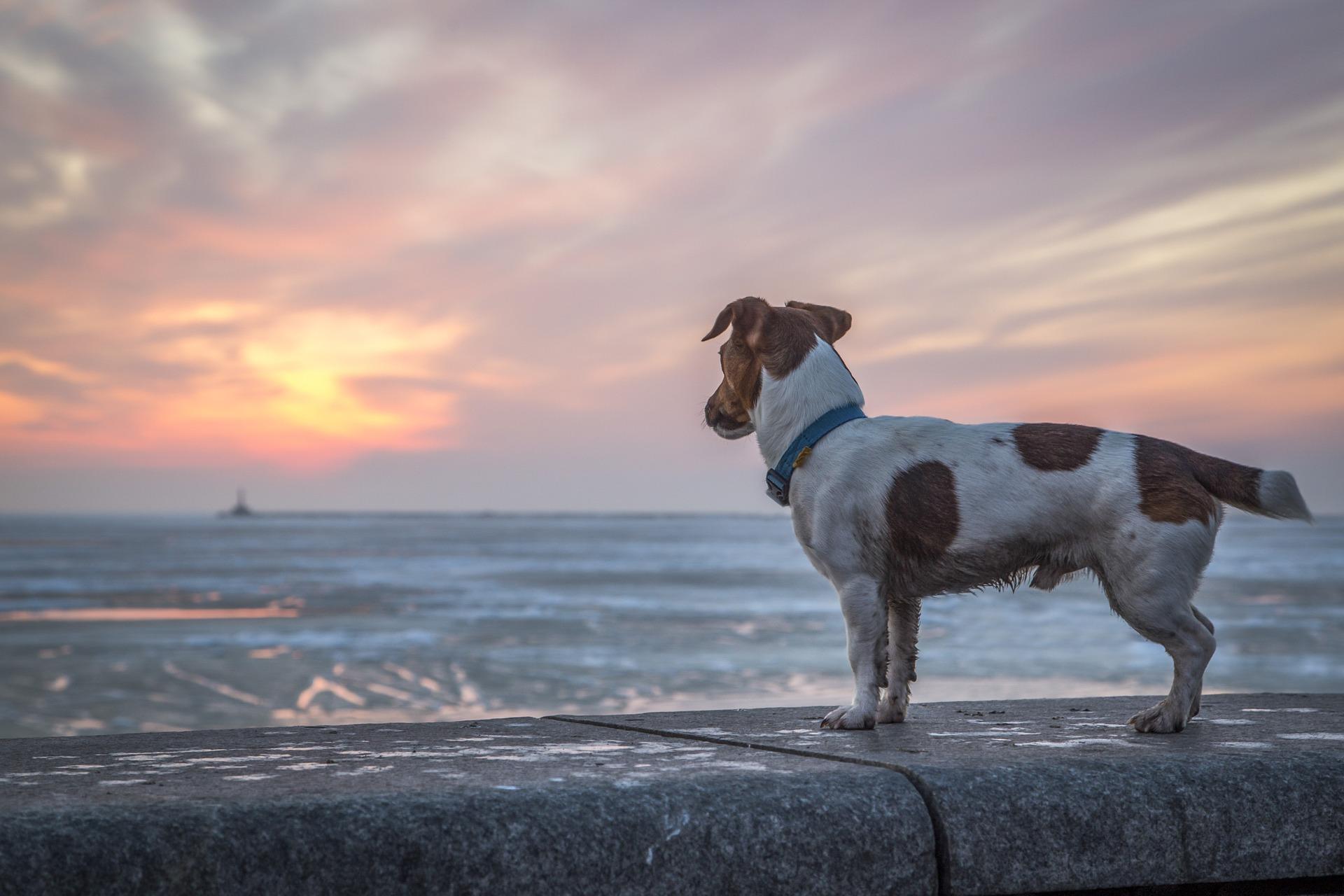 Un perrito mirando el mar. Pixabay
