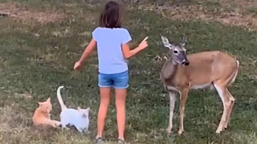 La niña que habla con los animales