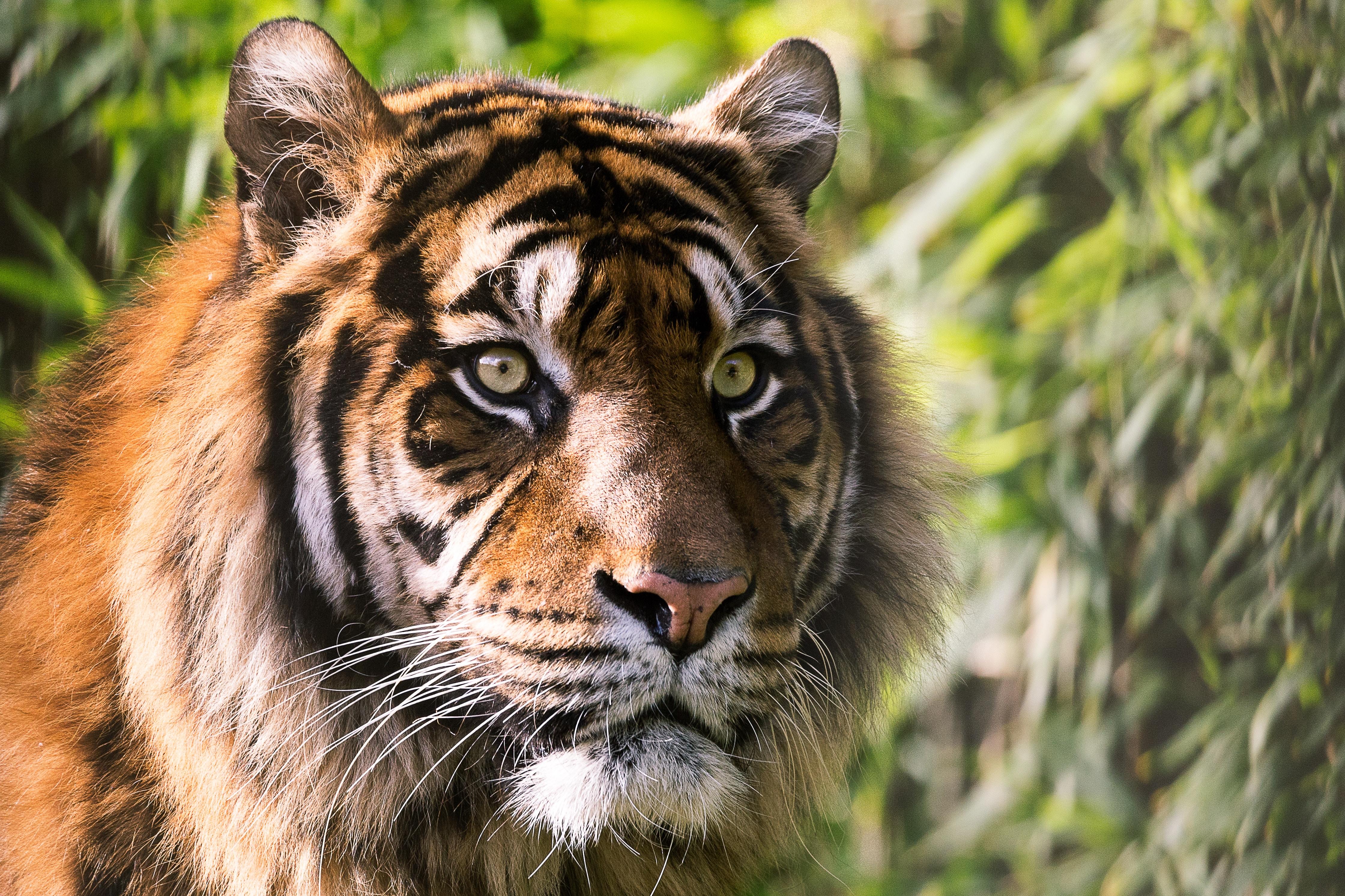 Un tigre en un zoo de Holanda. Foto: Sander Wehkamp