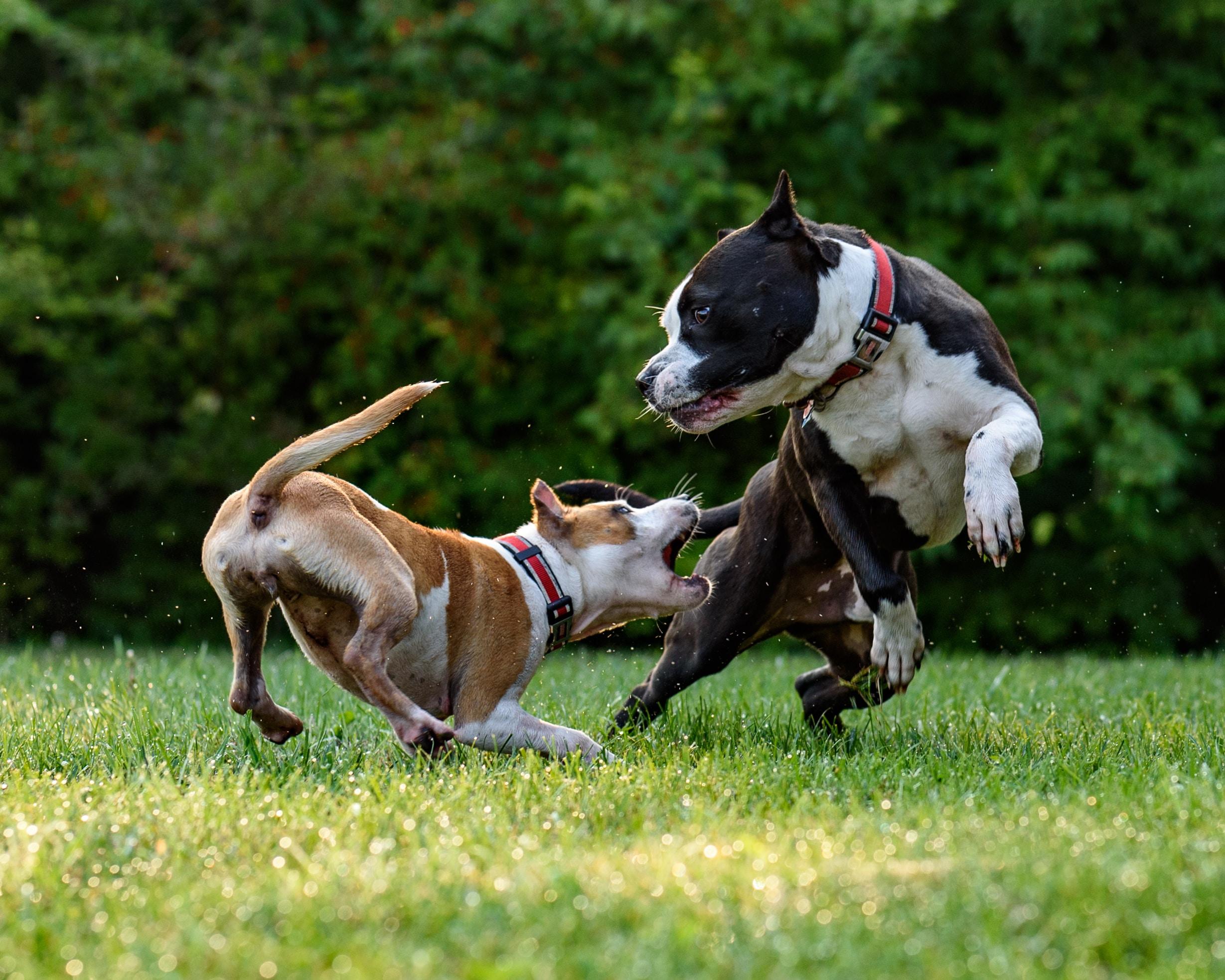 Disputa entre perros. Foto: David Taffet