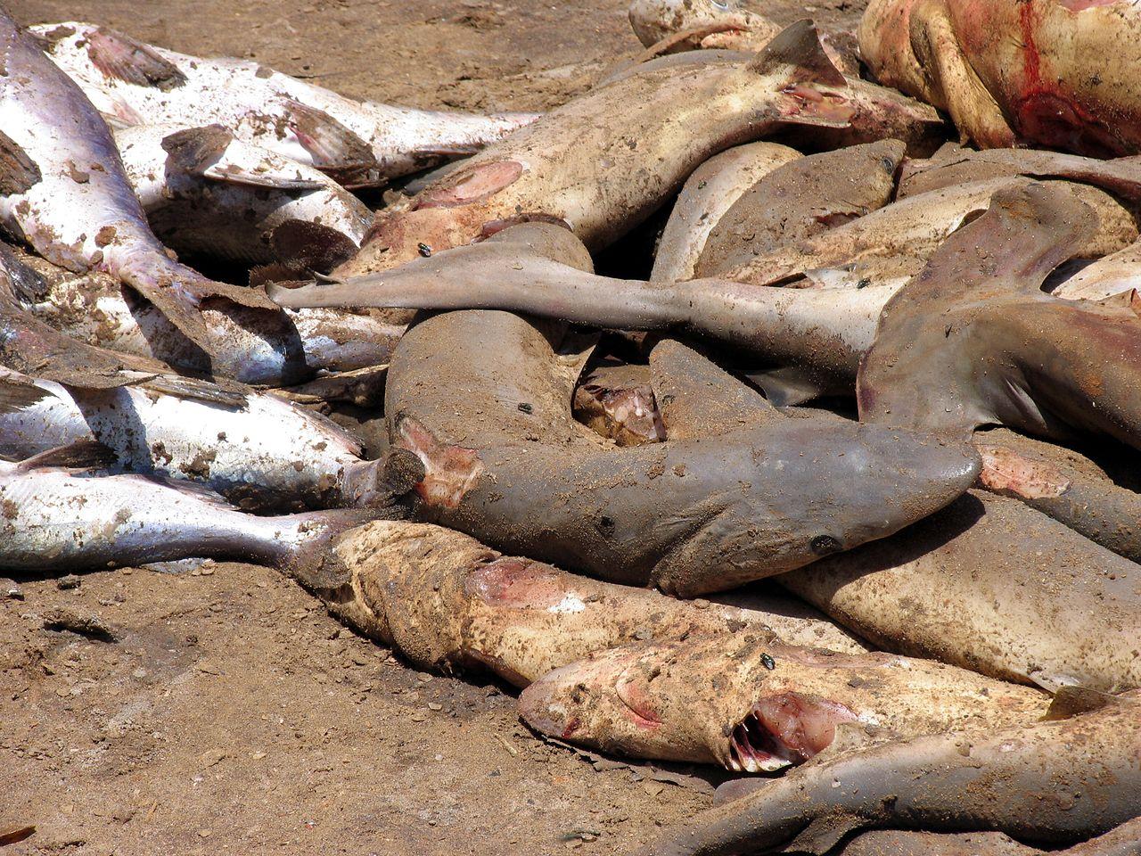 Tiburones desprovistos de sus aletas. Foto: Sebastián Losada 