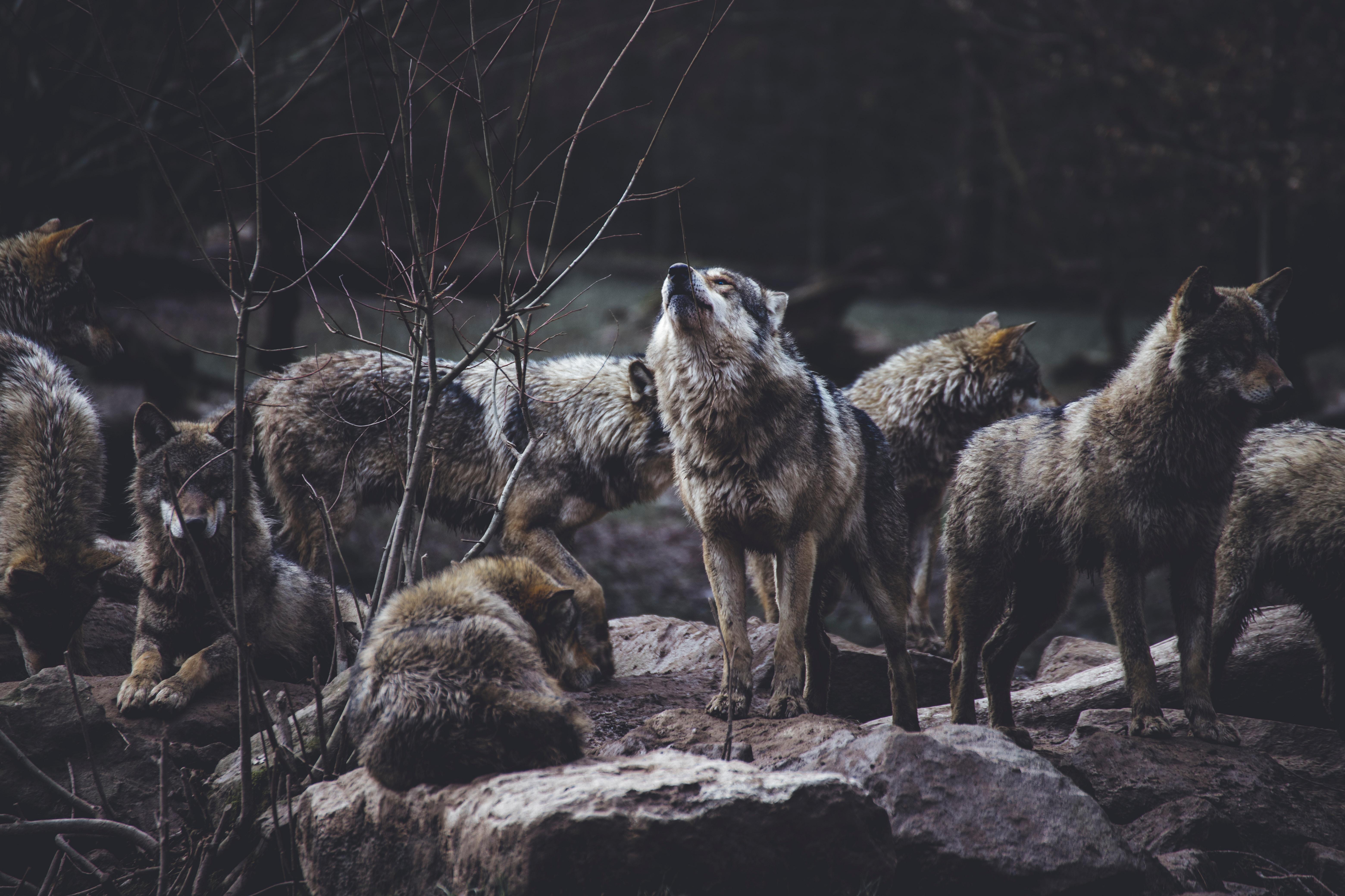 Manada de lobos. Foto:Thomas Bonometti
