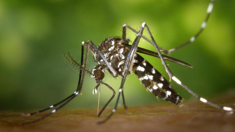 tiger mosquito 49141 1920 tiger mosquito 49141 1920