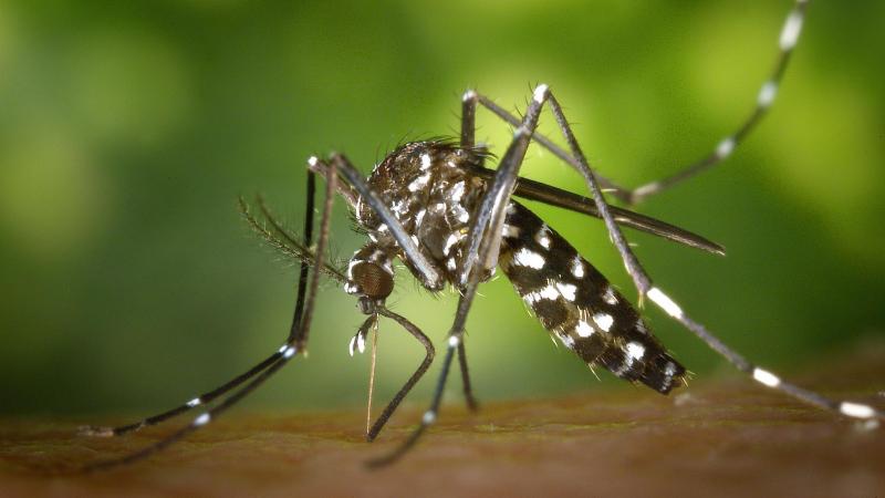 tiger mosquito 49141 1920