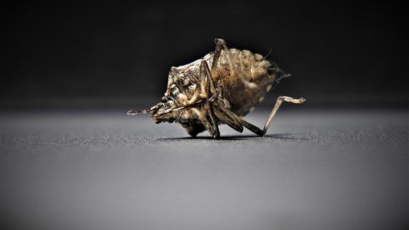 bedbugs 4332930 1920 bedbugs 4332930 1920