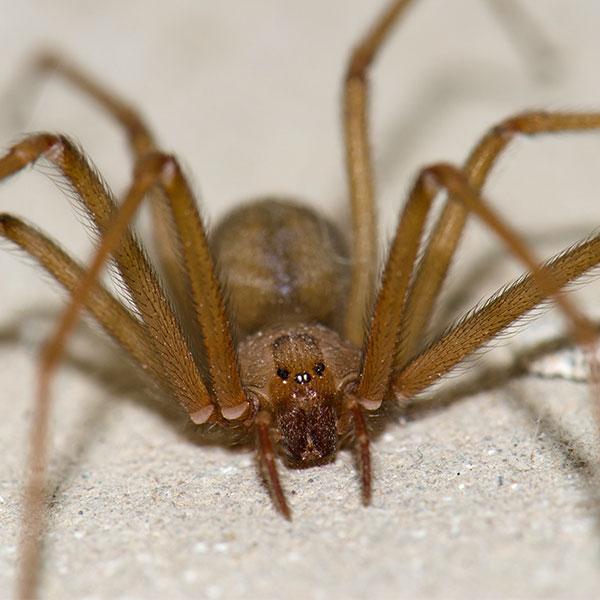 ARAÑA RECLUSA 600X600 ARAÑA RECLUSA 600X600