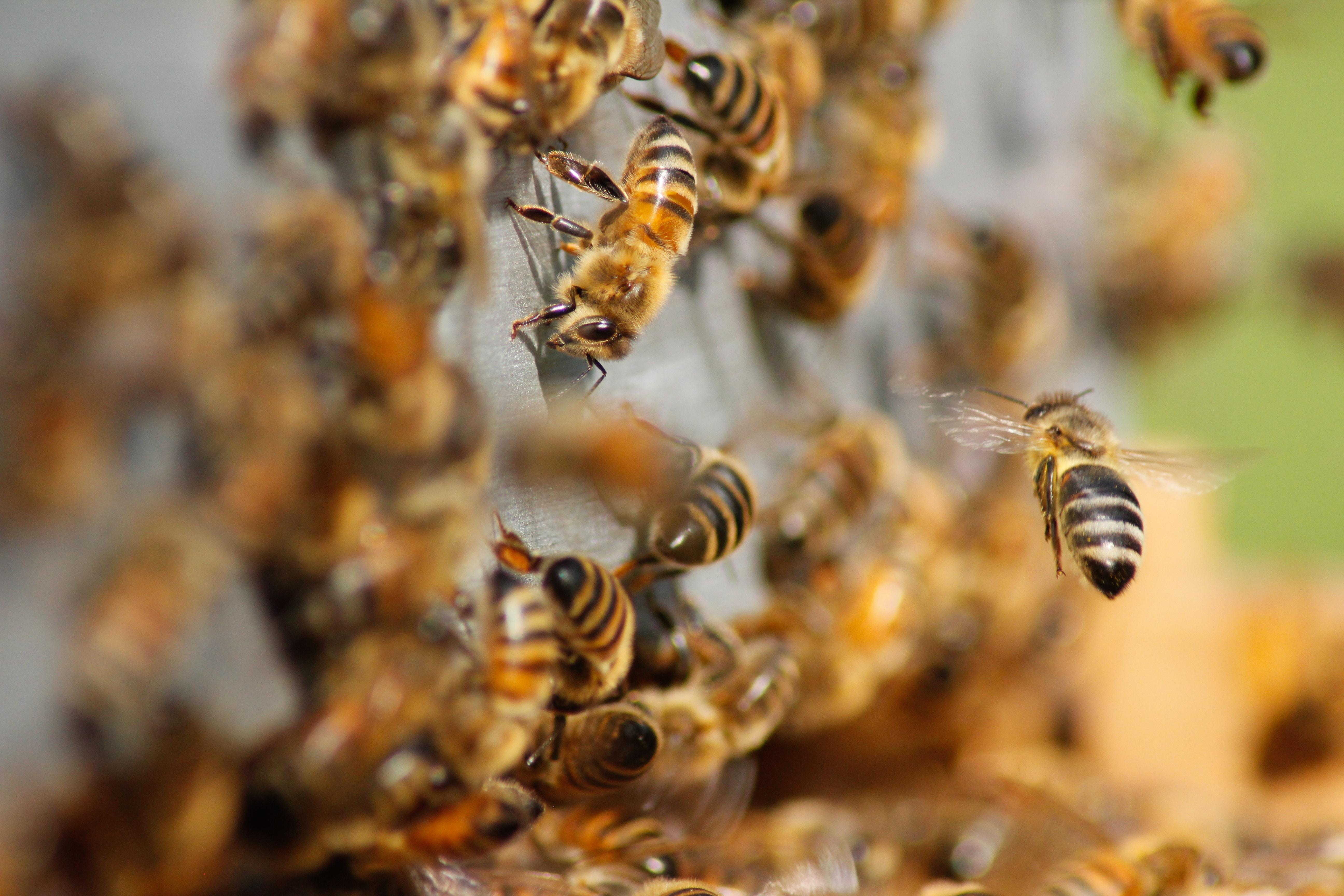 Abejas en una colmena. Foto: Damien Tupiner