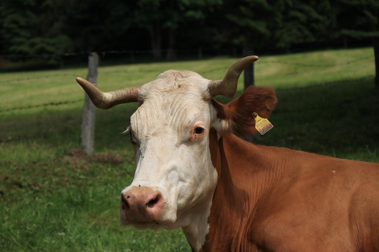 Imagen de una vaca.