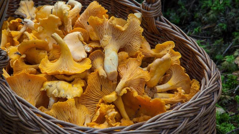 fungus 1194380 1920