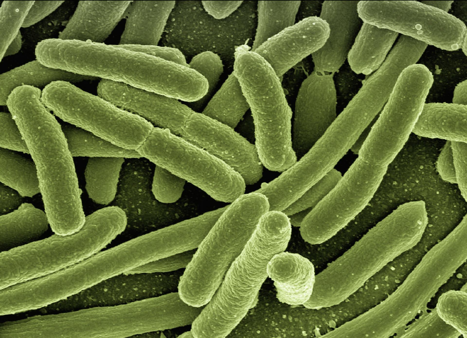 Bacterias alimentarias 