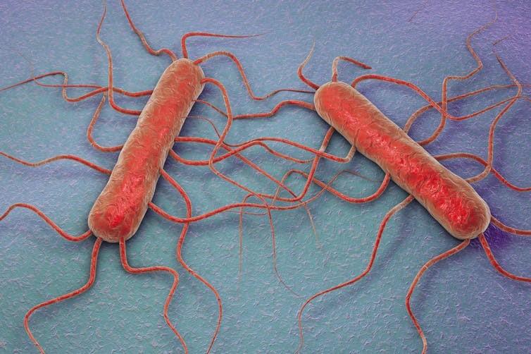 Ilustración 3D de la bacteria Listeria monocytogenes, bacteria gram positiva con flagelos que causa listeriosis. Kateryna Kon / Shutterstock