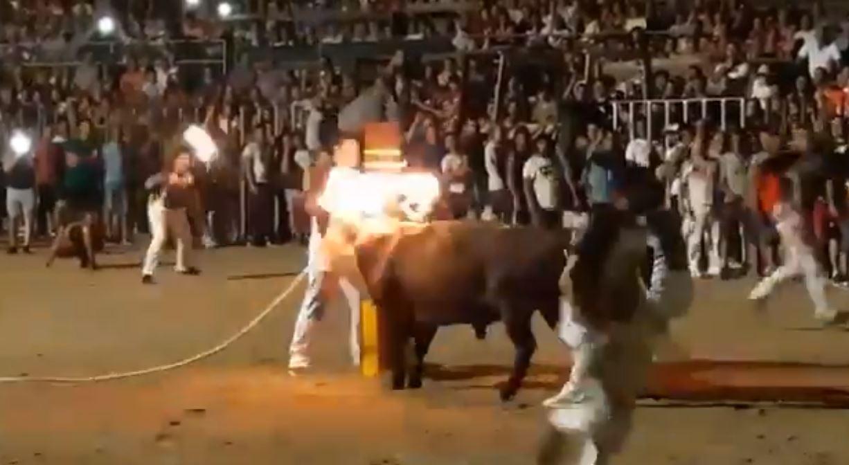 Captura del terrible espectáculo del toro embolado en Cataluña