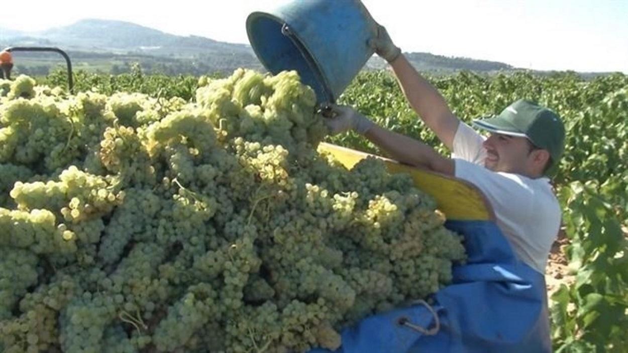 Imagen de recogida de la uva para el cava