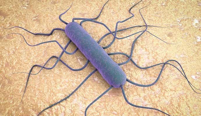 Bacteria que provoca listeriosis. Twitter @CSIC