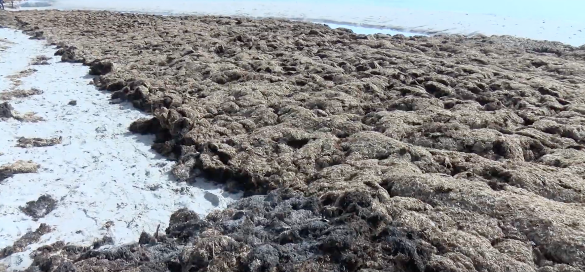 La 'Rugulopterix okamurae' amenaza la biodiversidad andaluza. Onda Algeciras