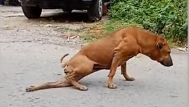 La perra Gae en una calle de Bangkok. Youtube