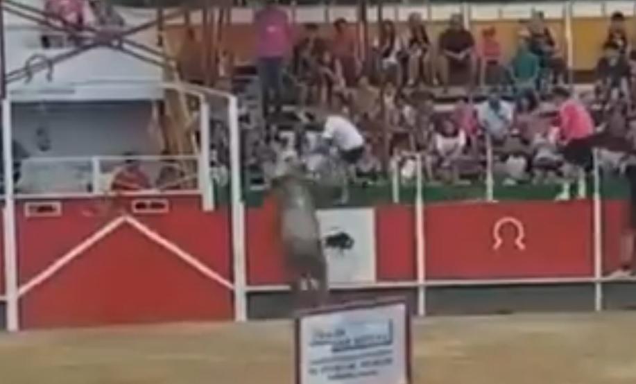 Un toro salta la valla en Vidreres (Girona). Twitter