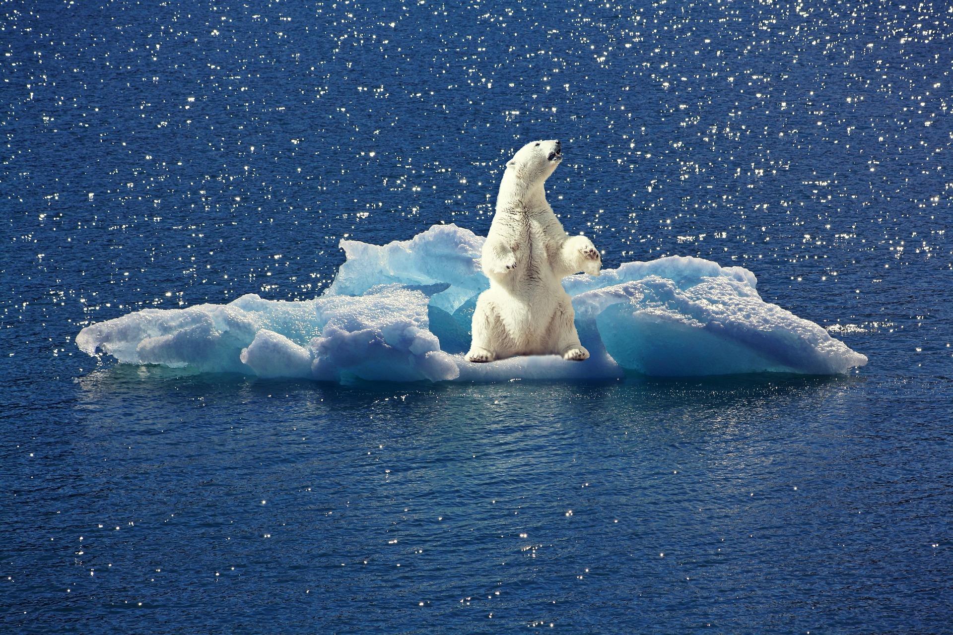 Un oso polar en un iceberg. PIXABAY
