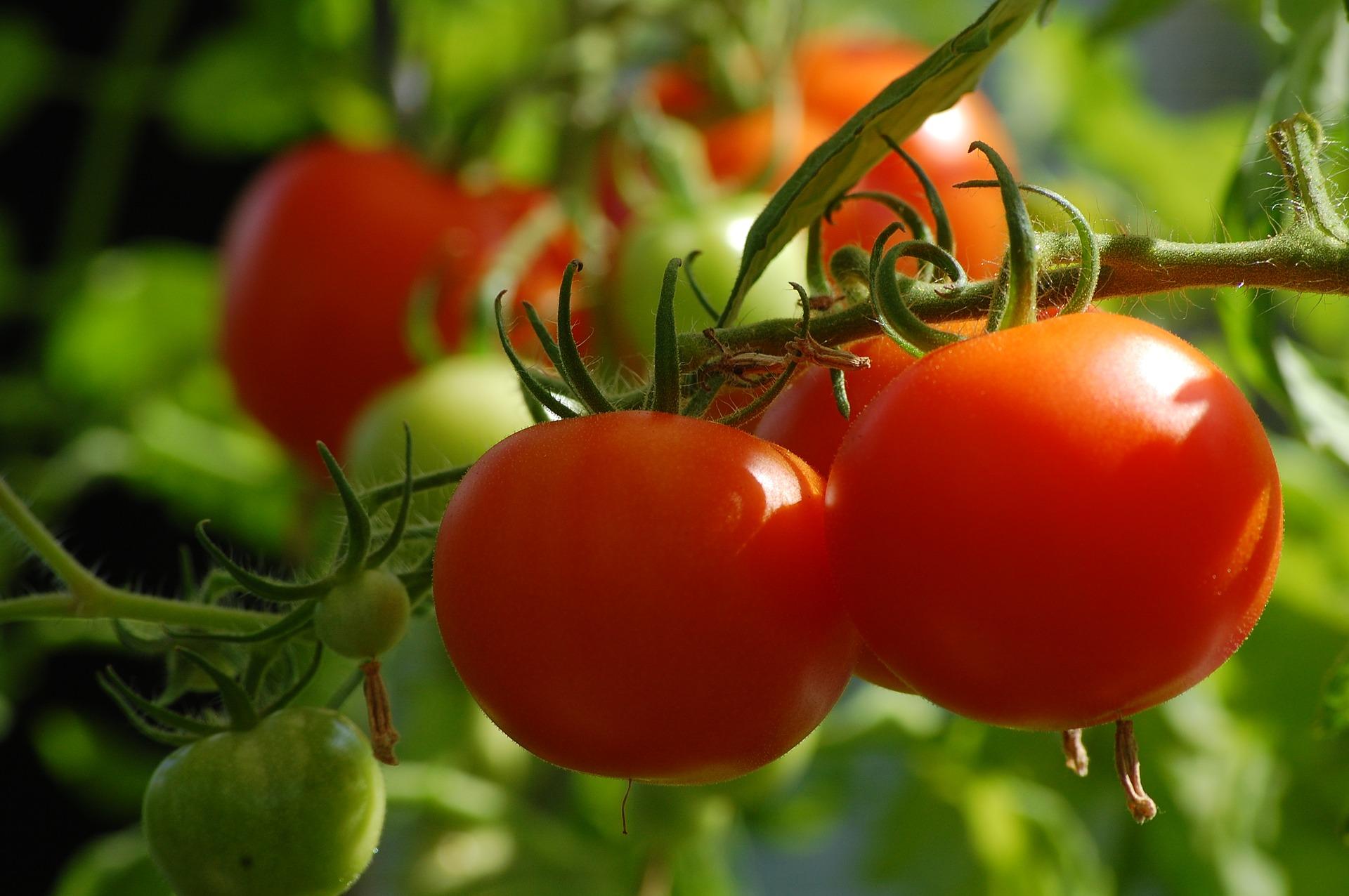 Tomates cultivados en un huerto. Pixabay