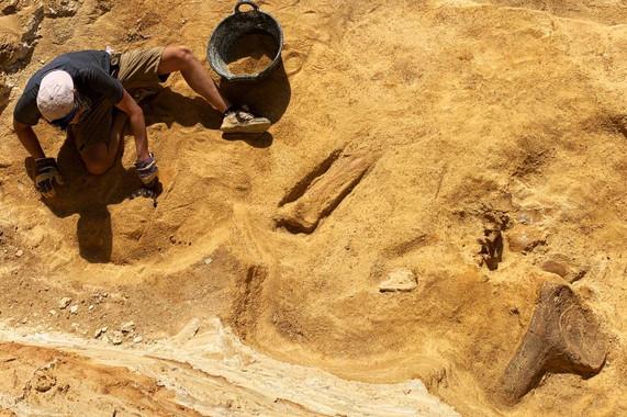 Dinosaurios y cocodrilos vivieron en Guadalajara hace millones de anos image 380