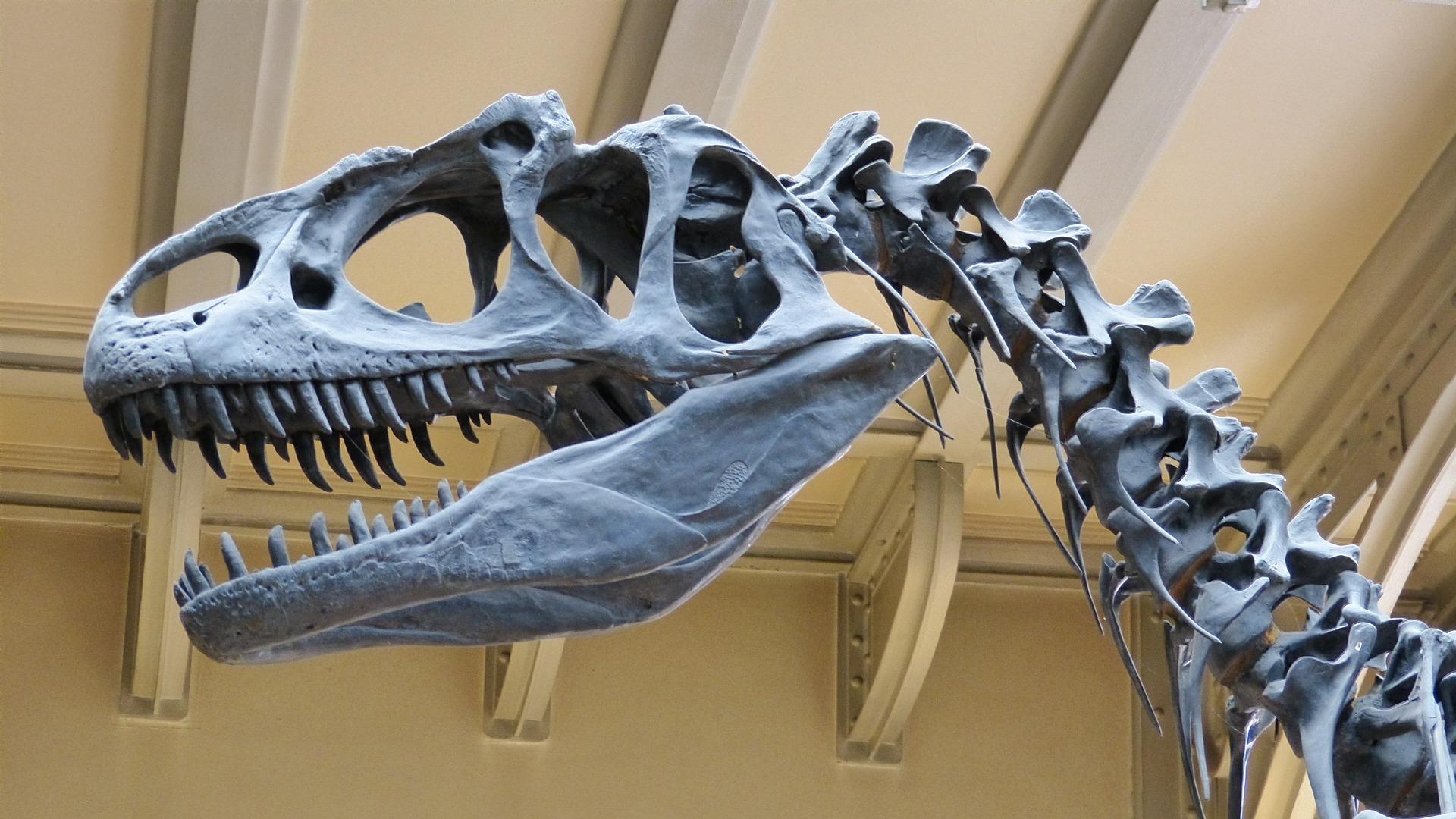 Esqueleto de un dinosaurio. Fuente: Pixabay.