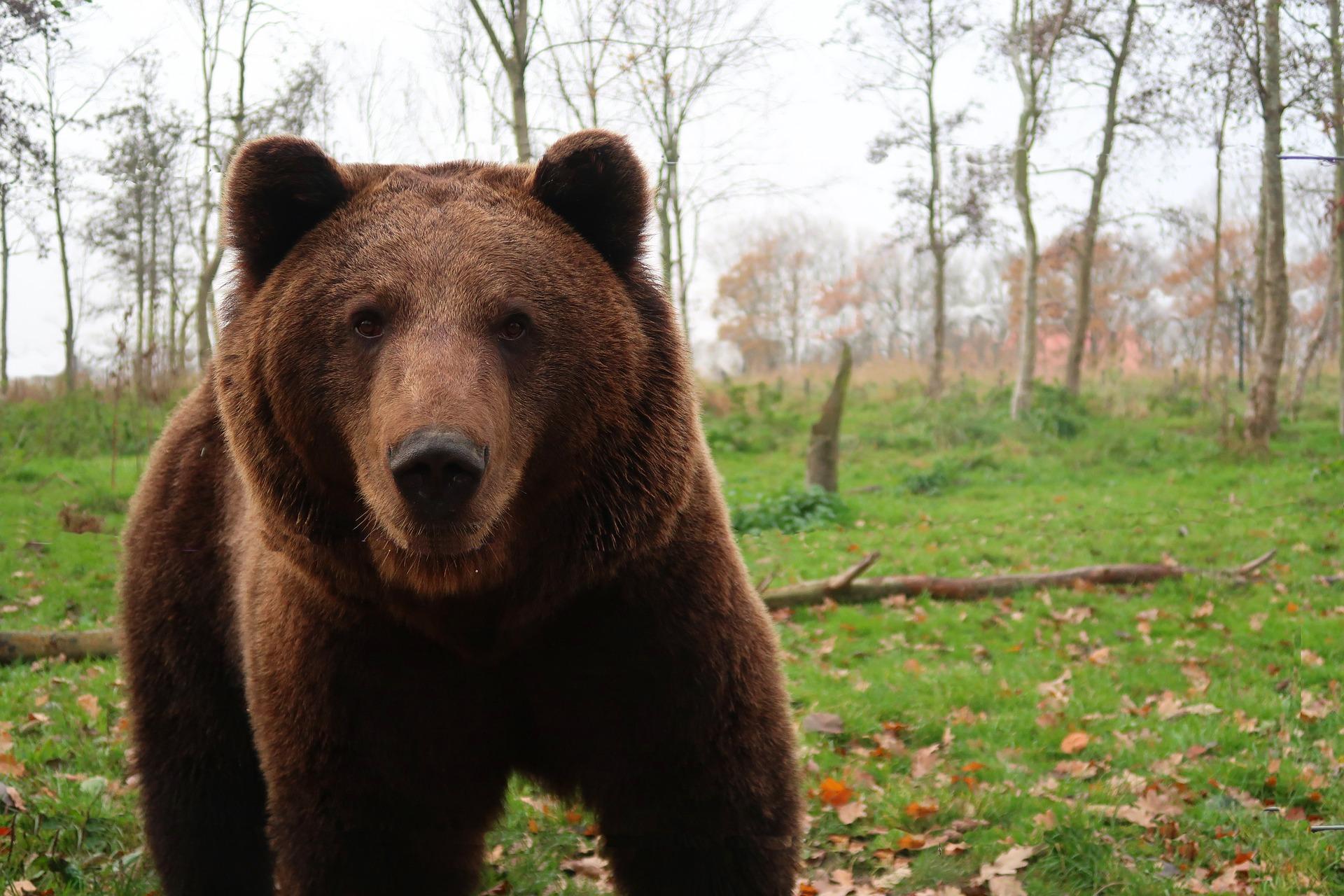 Un ejemplar de oso pardo