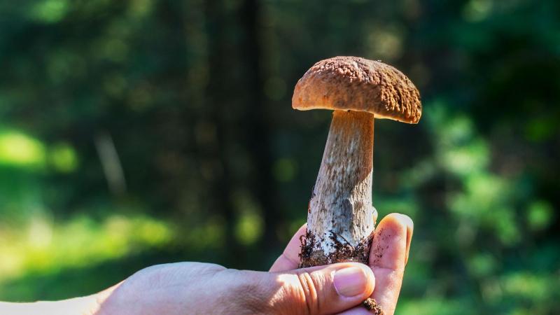 El boletus, a ser posible la variedad edulis, es una de las setas más valoradas.