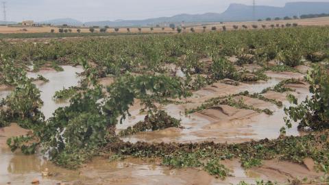 Lluvias DANA en el campo Jumilla. EP