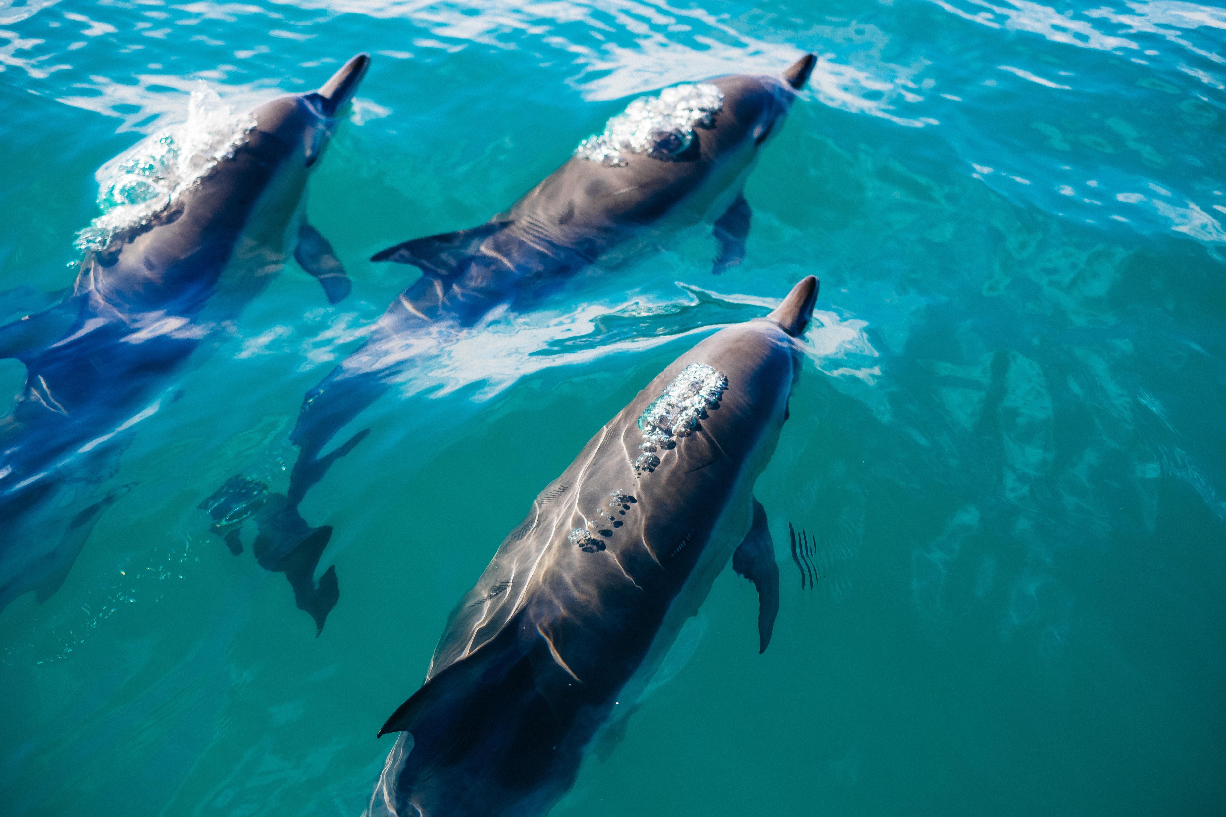 Delfines en el mar. Foto: Pablo Heimplatz