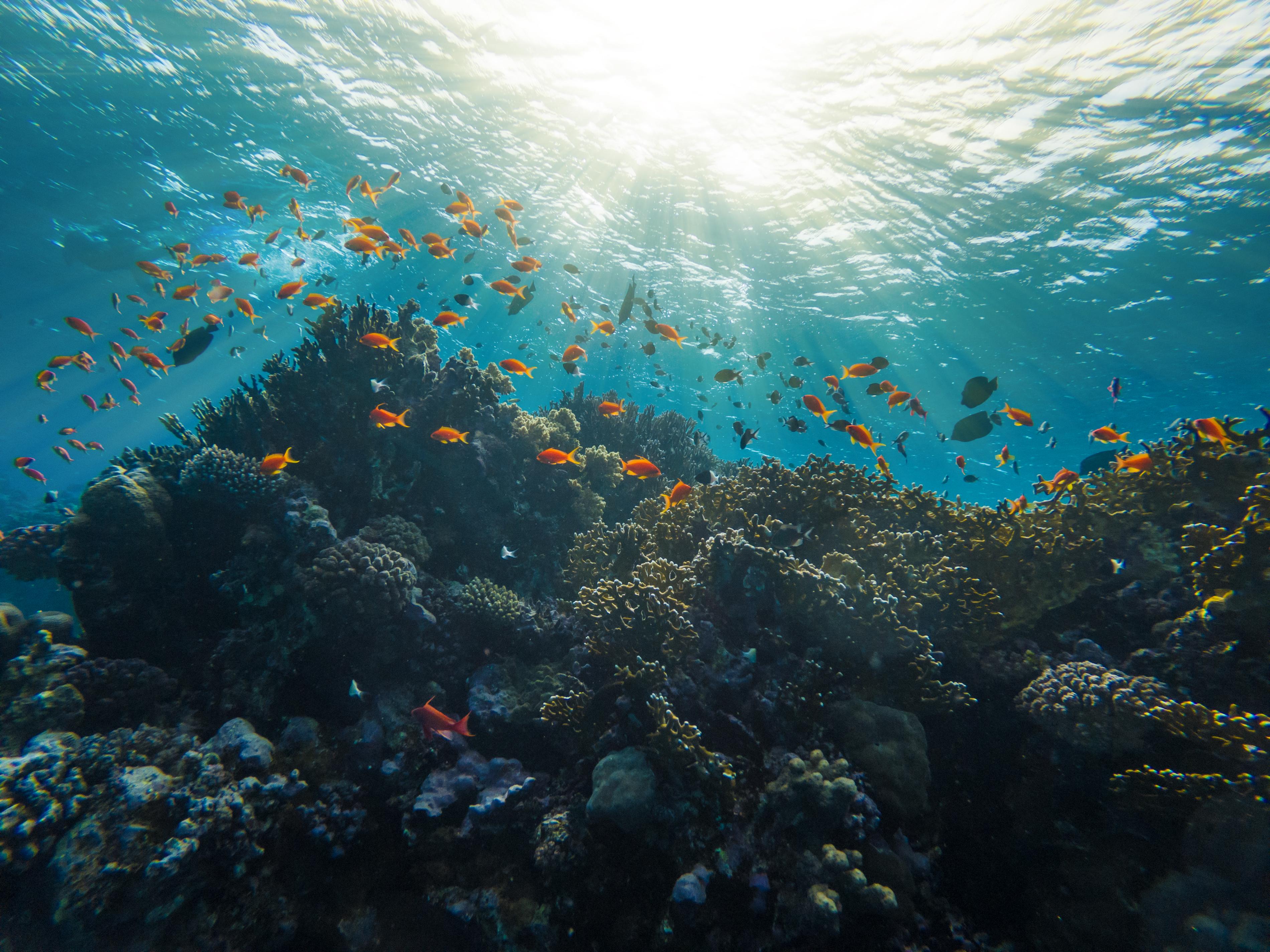 Los arrecifes de coral desaparecerán en 50 años por culpa del calentamiento global