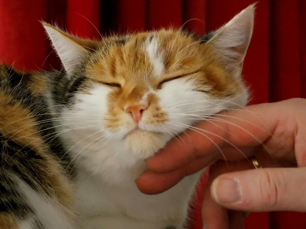 Caricia de un humano a un gato. Pixabay
