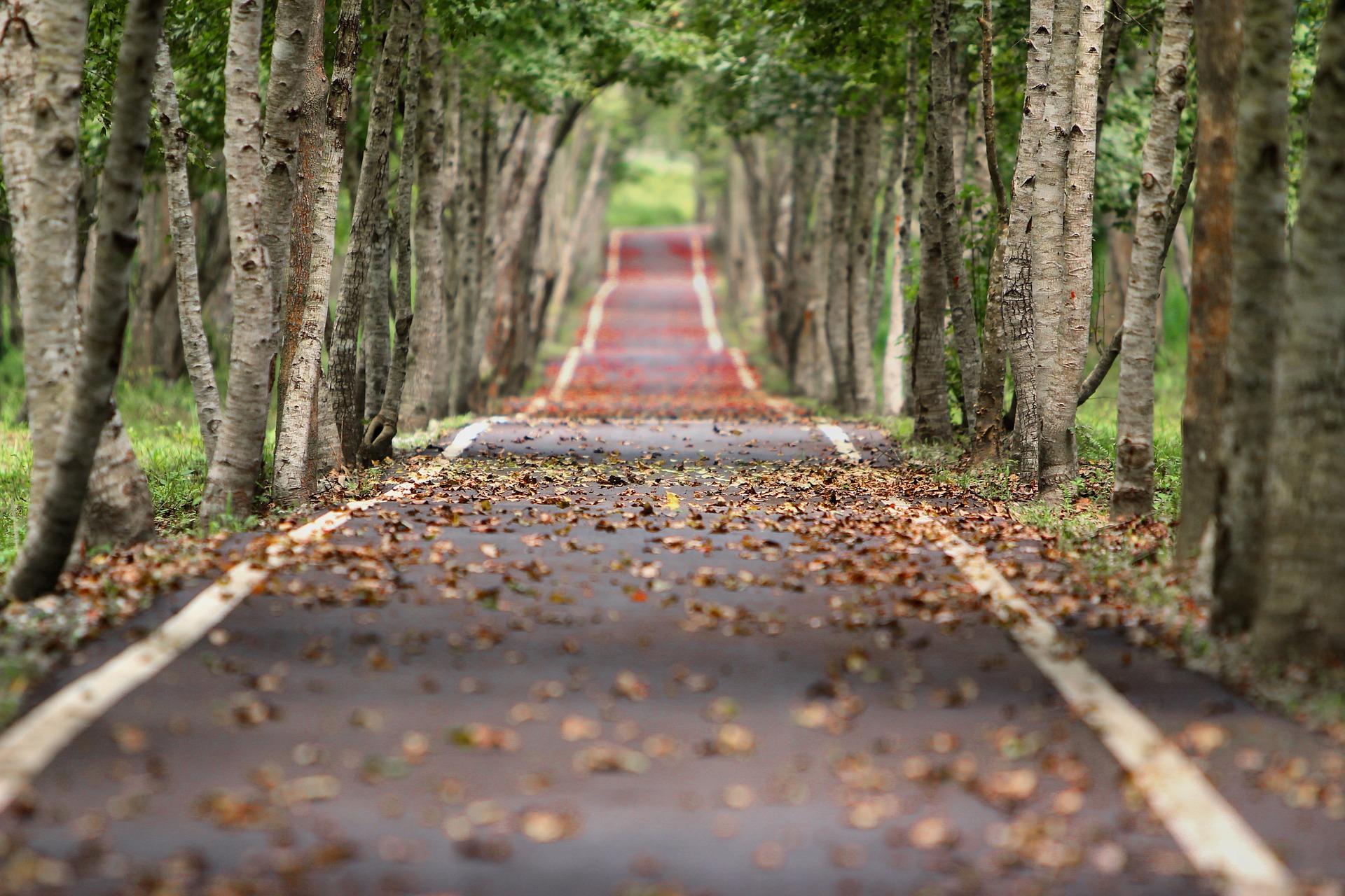 Un paseo por el bosque en pleno otoño siempre es un buen plan. PIXABAY