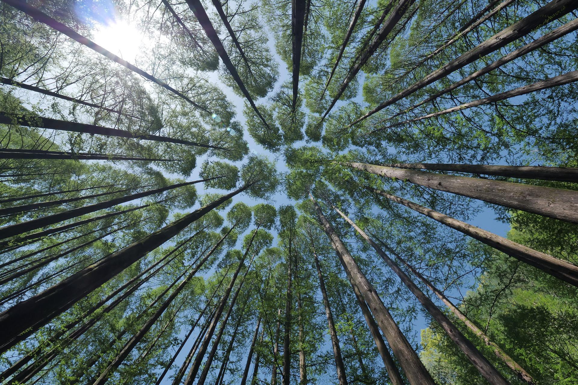 Copas de árboles en un bosque. PIXABAY