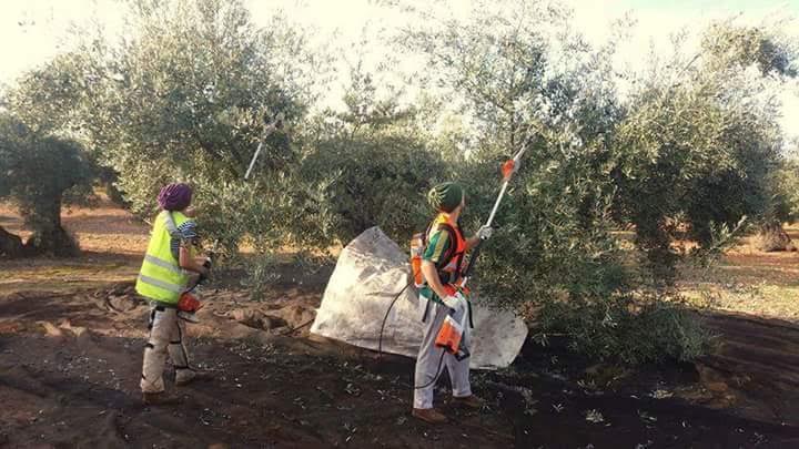 Unas jornaleras andaluzas recogen olivas.