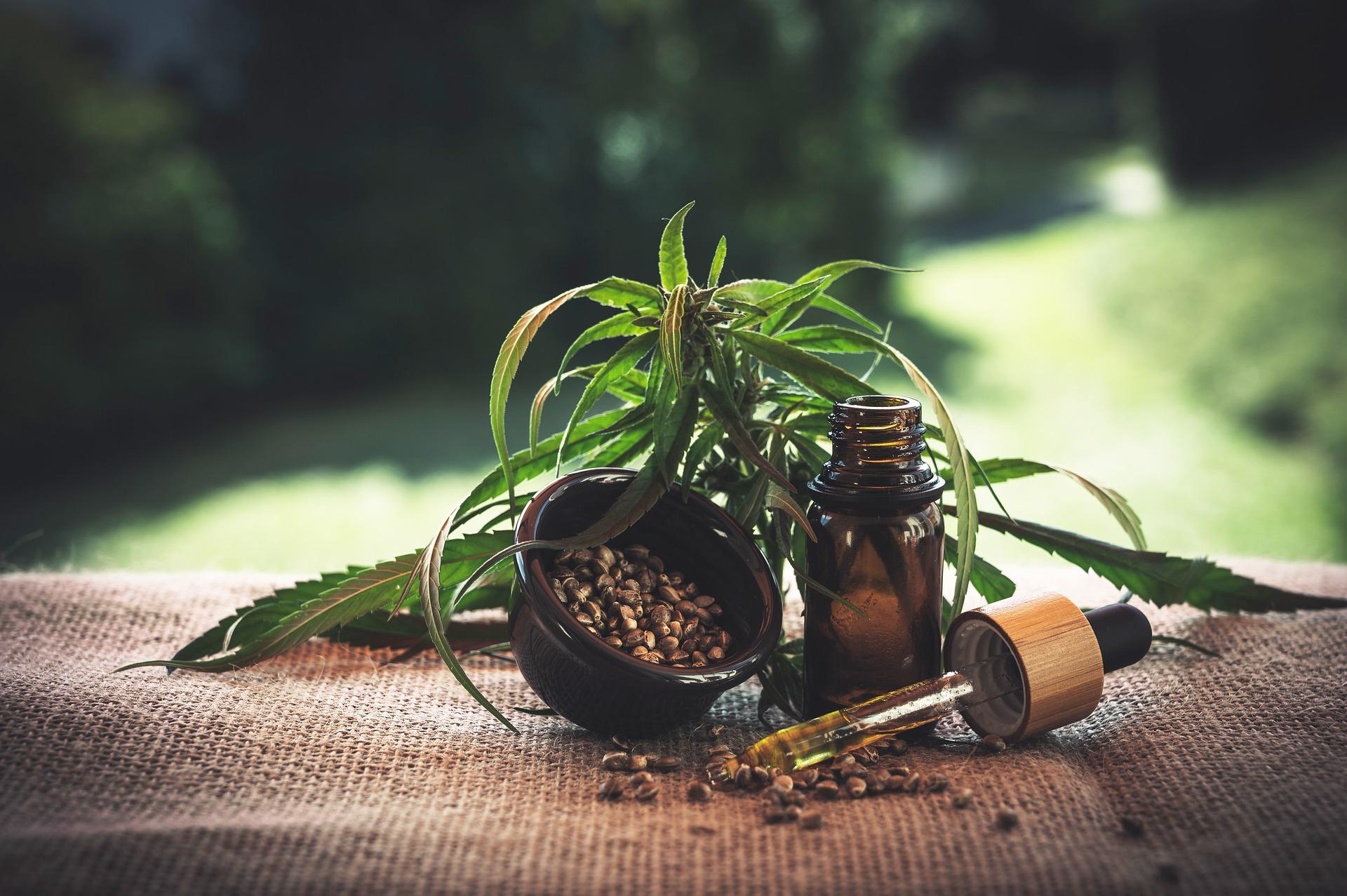 Una planta de marihuana, con sus semillas. PIXABAY