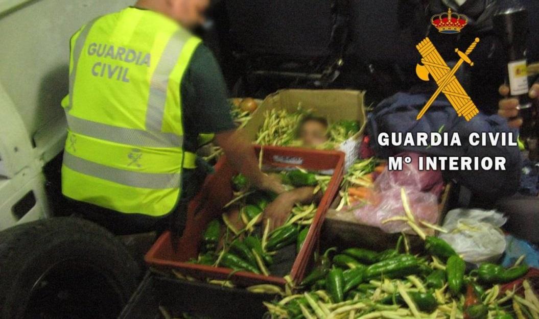 Una persona oculta entre hortalizas en el puerto de Almería. Fuente: Guardia Civil