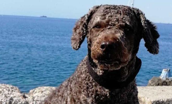 Marley, el perro que ayudó en la búsqueda del pequeño Gabriel, Diana Quer y Laura Luelmo. Equipo Canino