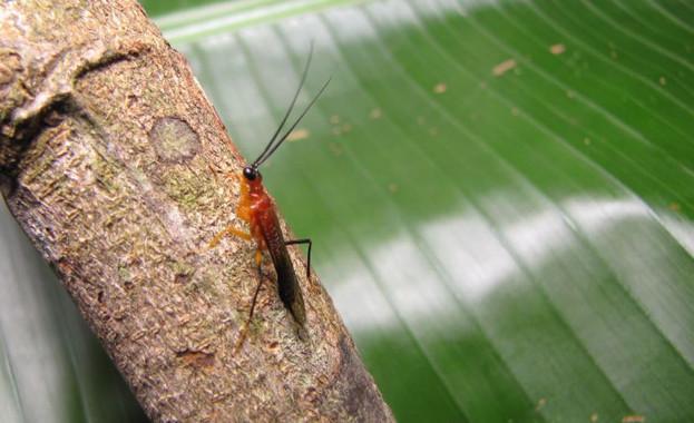La nueva especie de mantis religiosa, Vespamantoida wherleyi, descubierta en la Amazonía en Perú. / Gavin Svenson, Cleveland Museum of Natural History.