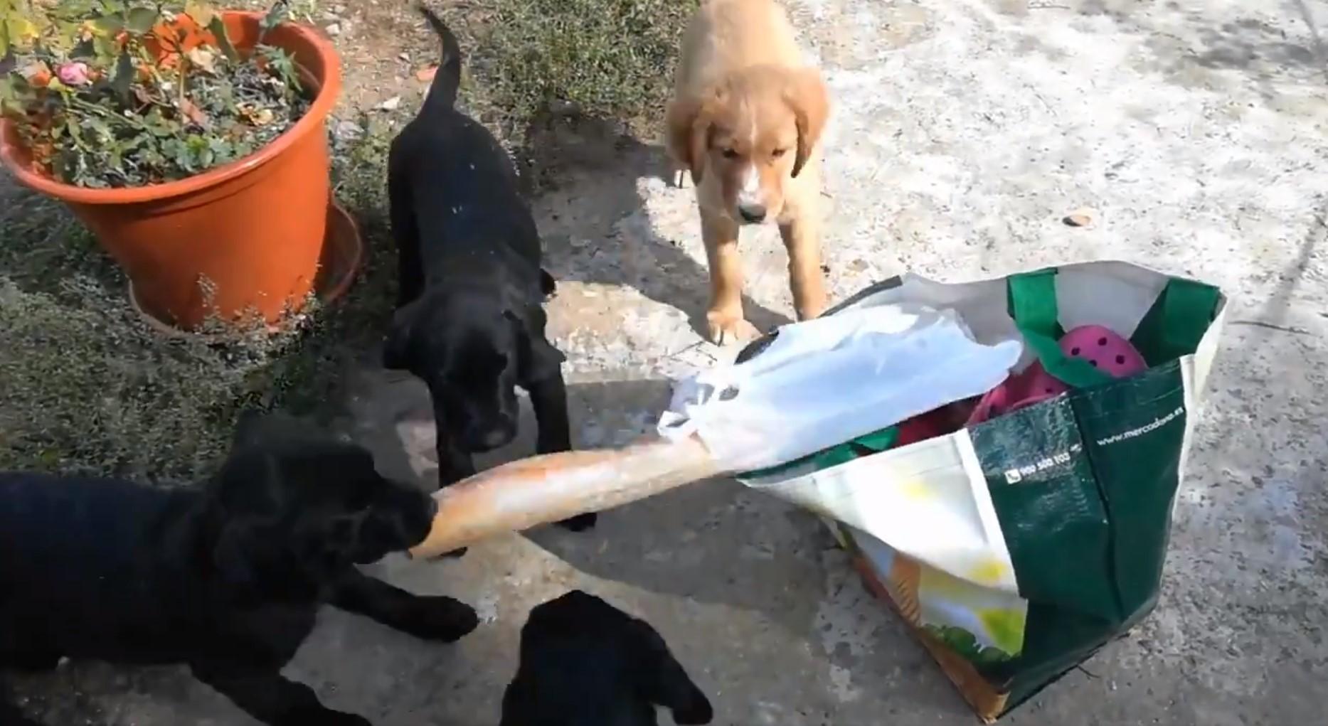 Los cuatro cachorros haciendo travesuras en su casa de acogida