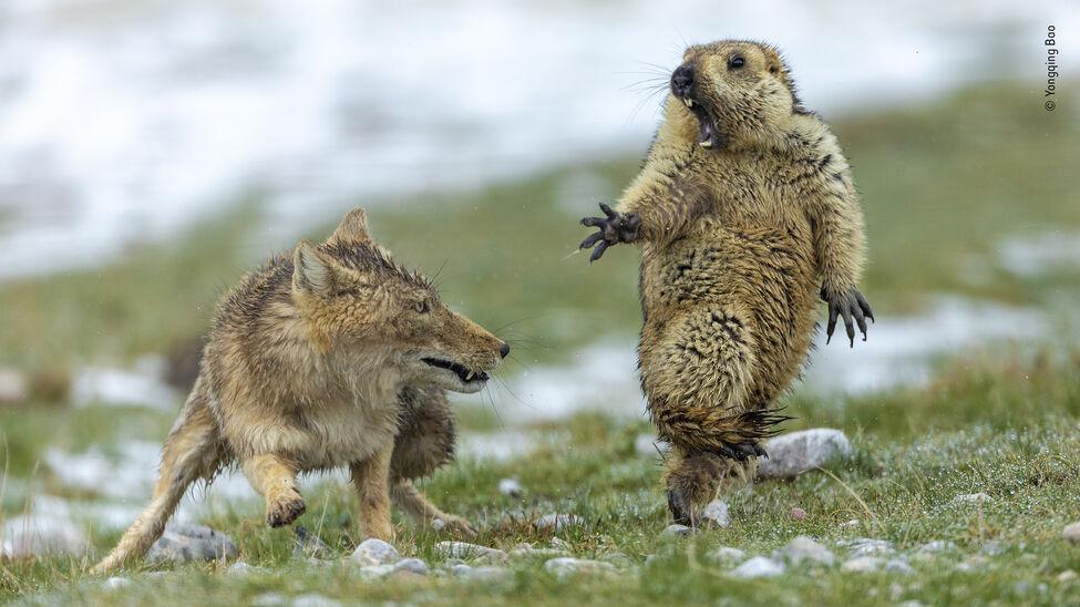 Yongqing Bao gana el Premio Wildlife Photo