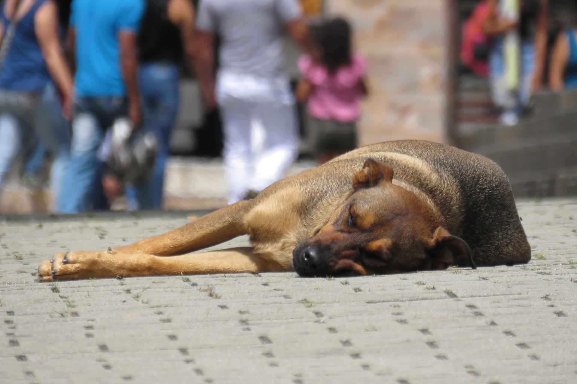 Un perro callejero. Fuente: Pixabay.