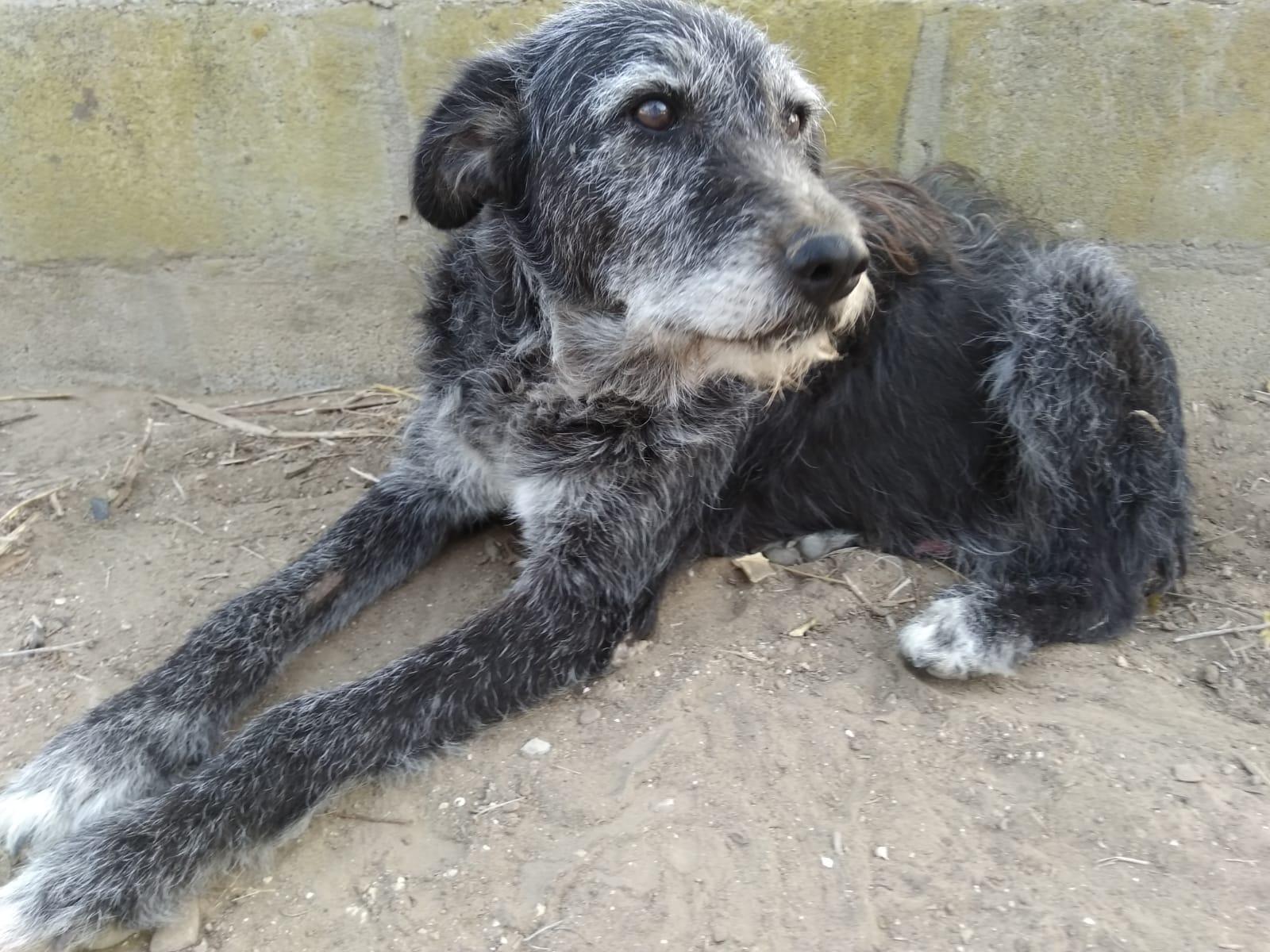 El perro Capitán busca hogar