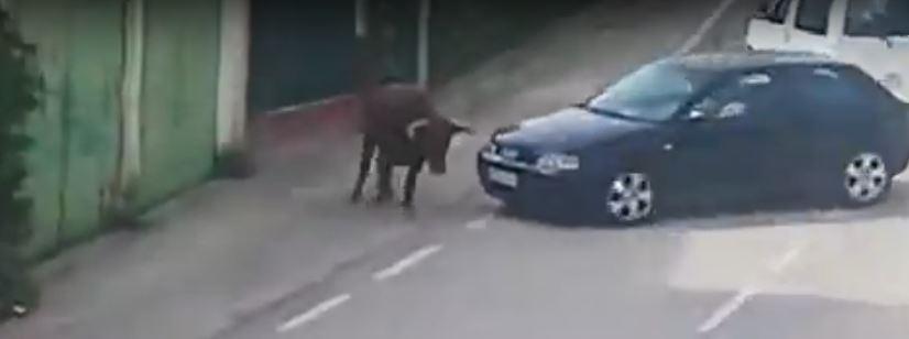 Un toro se escapa en Pastrana (Guadalajara). 