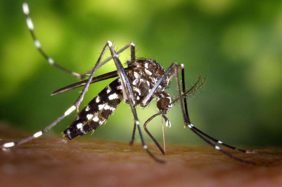 La picadura del mosquito trigre provoca enfermedades como dengue, chikungunya y zika (Foto: James Gathany)
