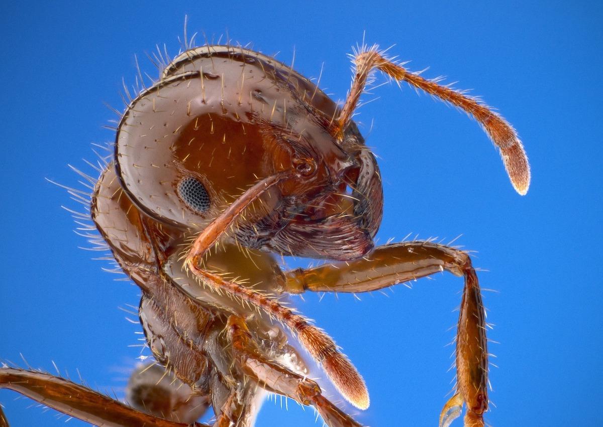 Hormigas Gigantes (Foto Pixabay)