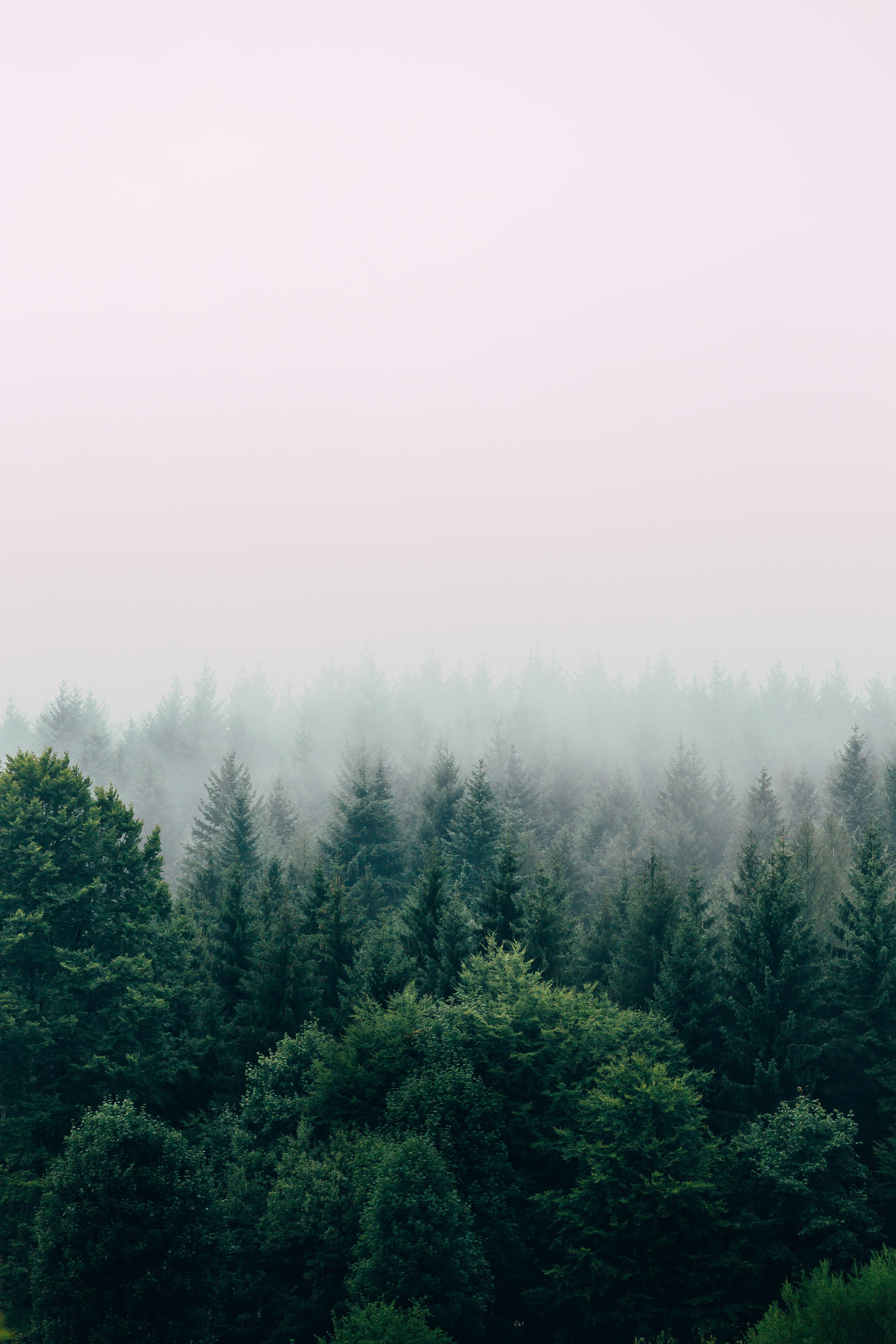 Un bosque, ejemplo de zona protegida para preservar la diversidad de la Tierra. Unsplash